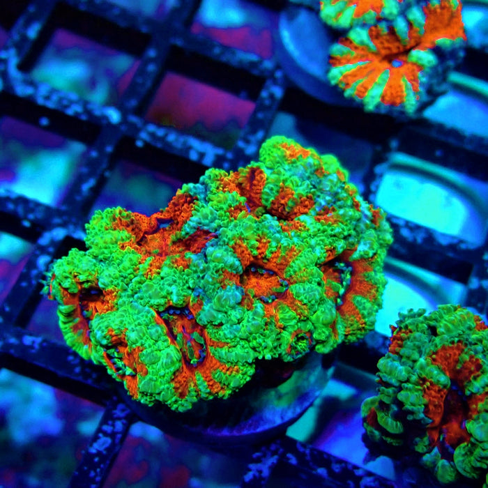 Acan Lord Coral Frag Ultra (24)