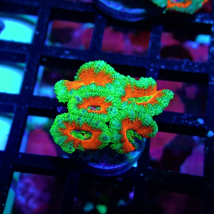 Acan Lord Coral Frag Ultra (14)