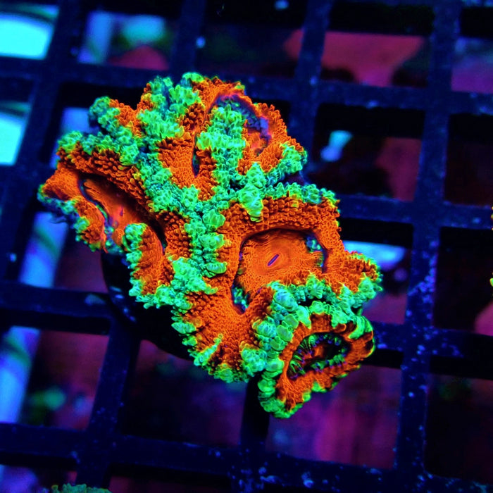 Acan Lord Coral Frag Ultra (23)