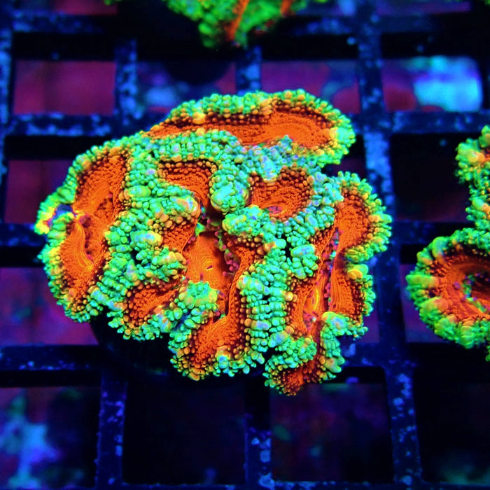 Acan Lord Coral Frag Ultra (23)