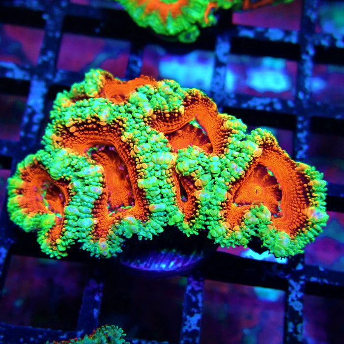 Acan Lord Coral Frag Ultra (23)
