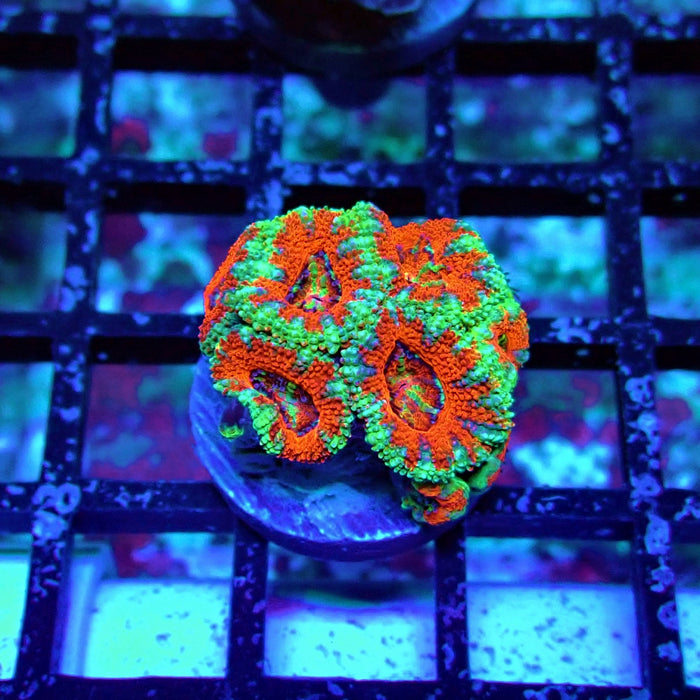 Acan Lord Coral Frag (18)