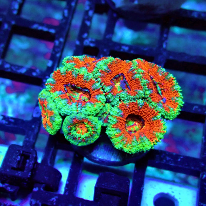 Acan Lord Coral Frag (18)