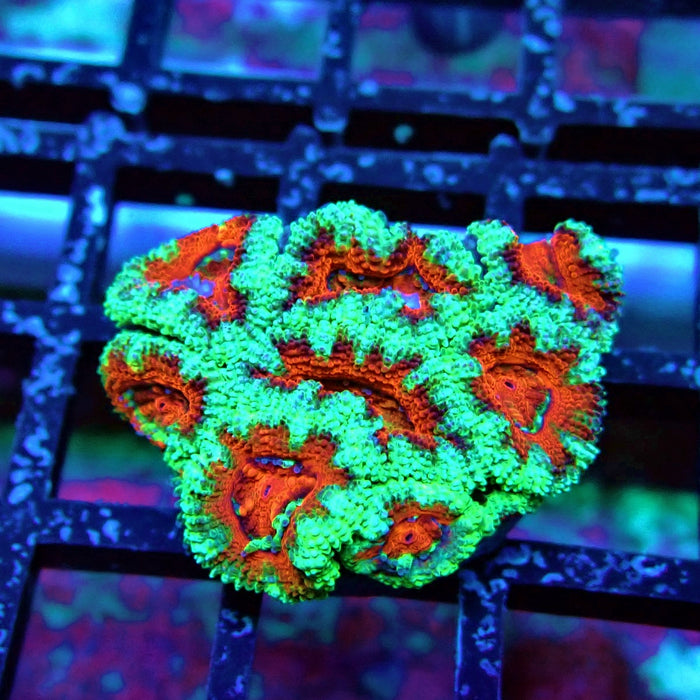 Acan Lord Coral Frag (1)