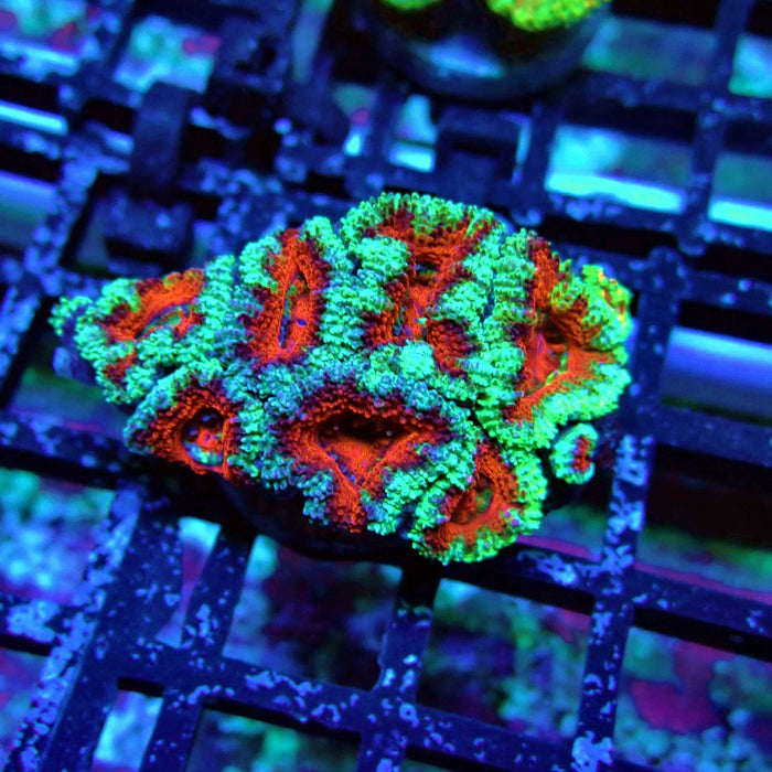 Acan Lord Coral Frag (1)