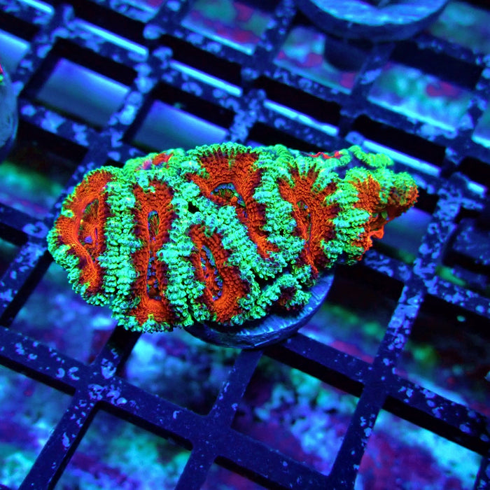 Acan Lord Coral Frag (1)