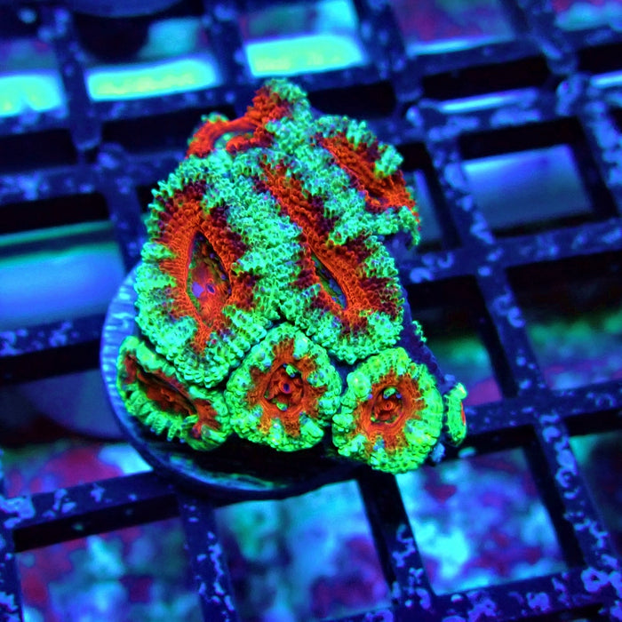 Acan Lord Coral Frag (1)