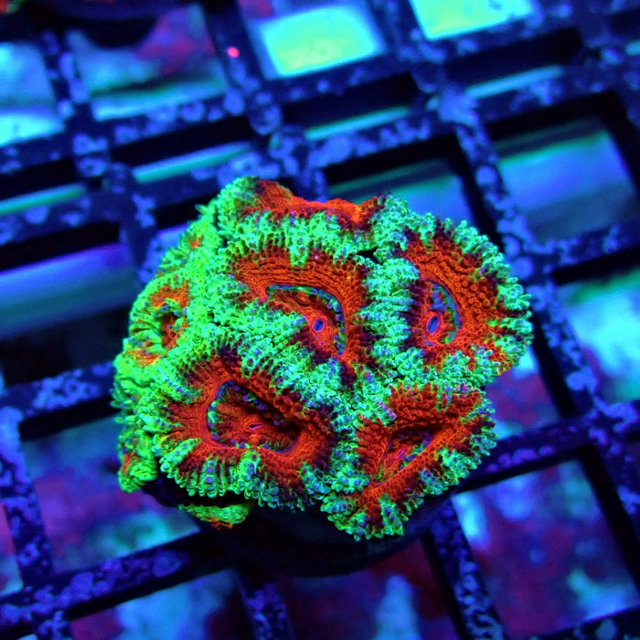 Acan Lord Coral Frag (1)
