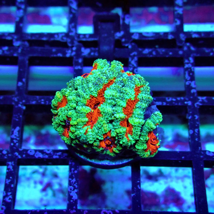 Acan Lord Coral Frag (16)