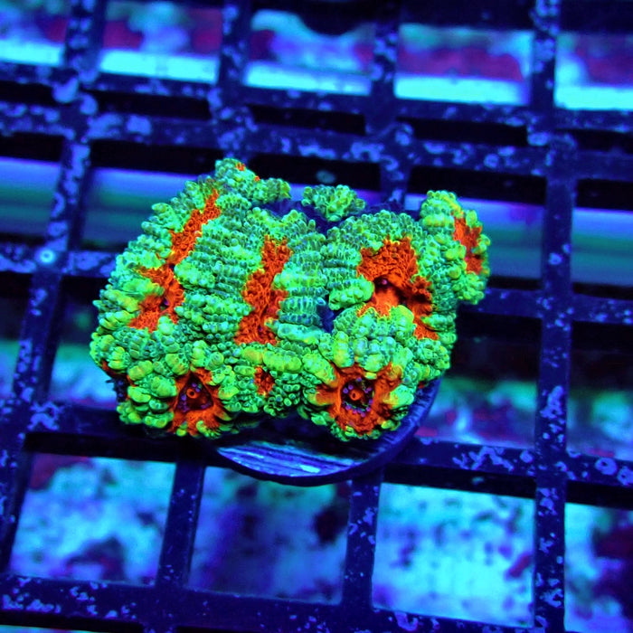 Acan Lord Coral Frag (16)