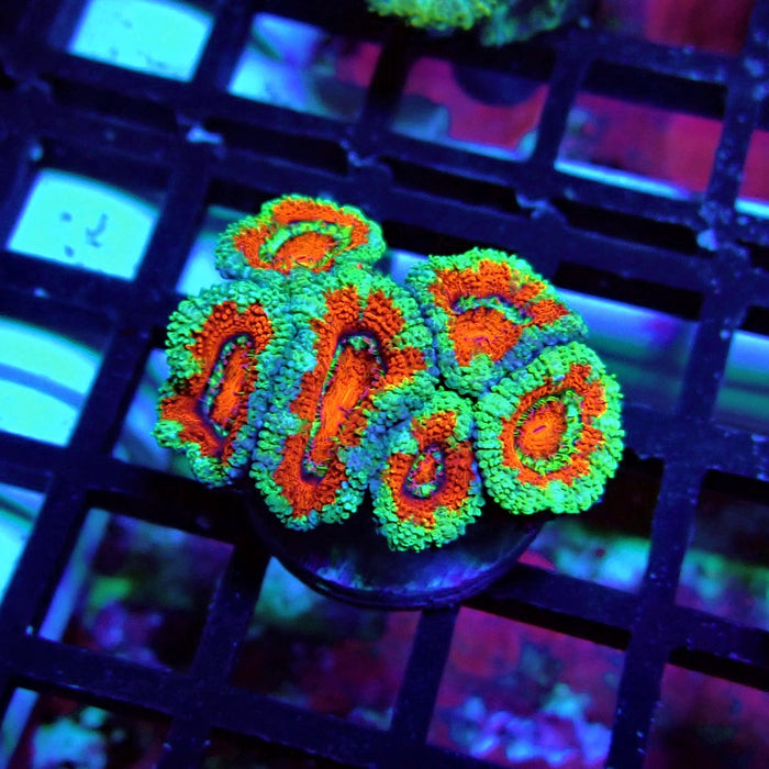 Acan Lord Coral Frag (16)