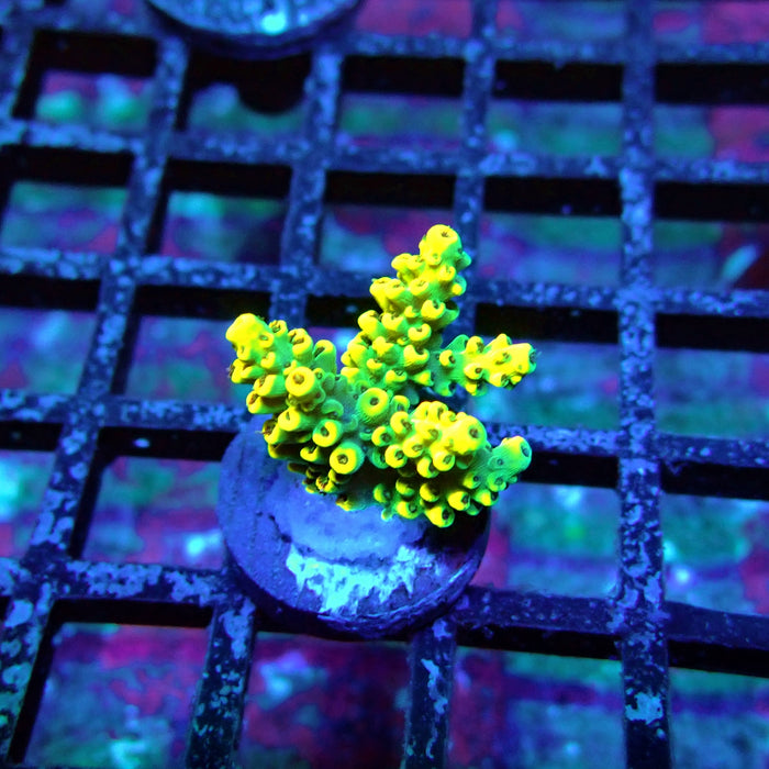Yellow-Green Microclados Acro