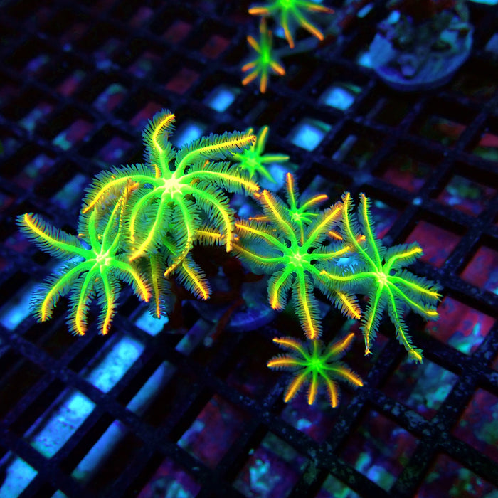 Clove Polyps Rainbow Premium