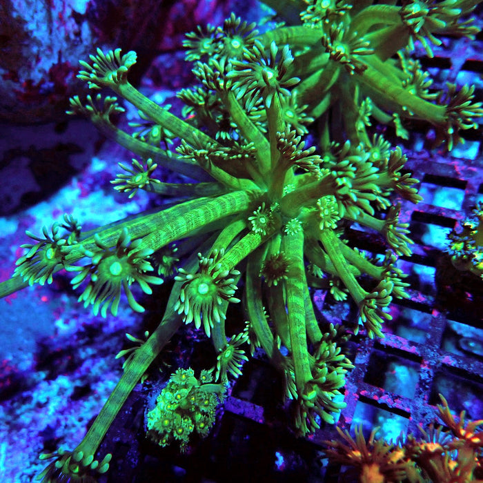 Goniopora Green