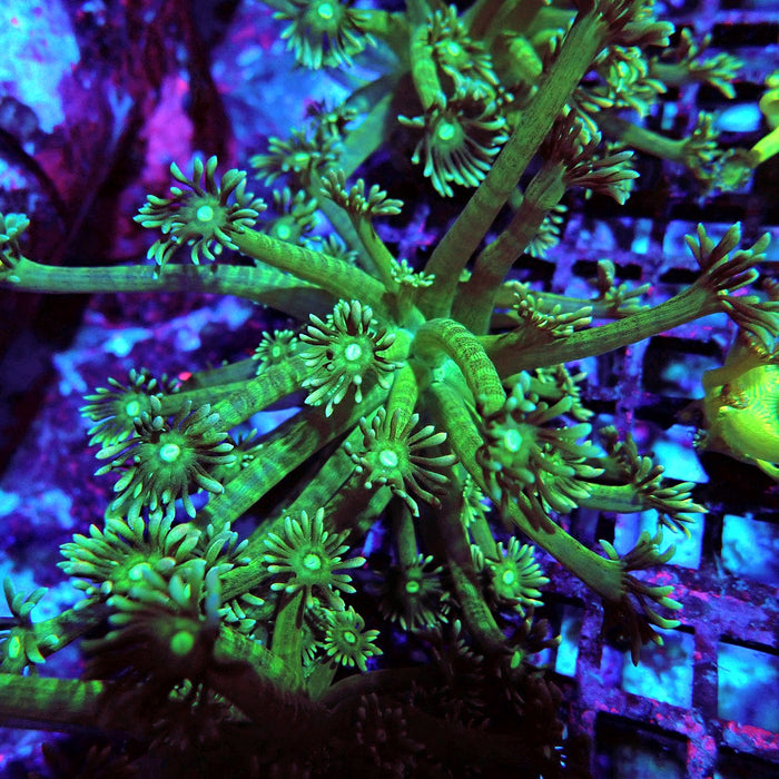 Goniopora Green