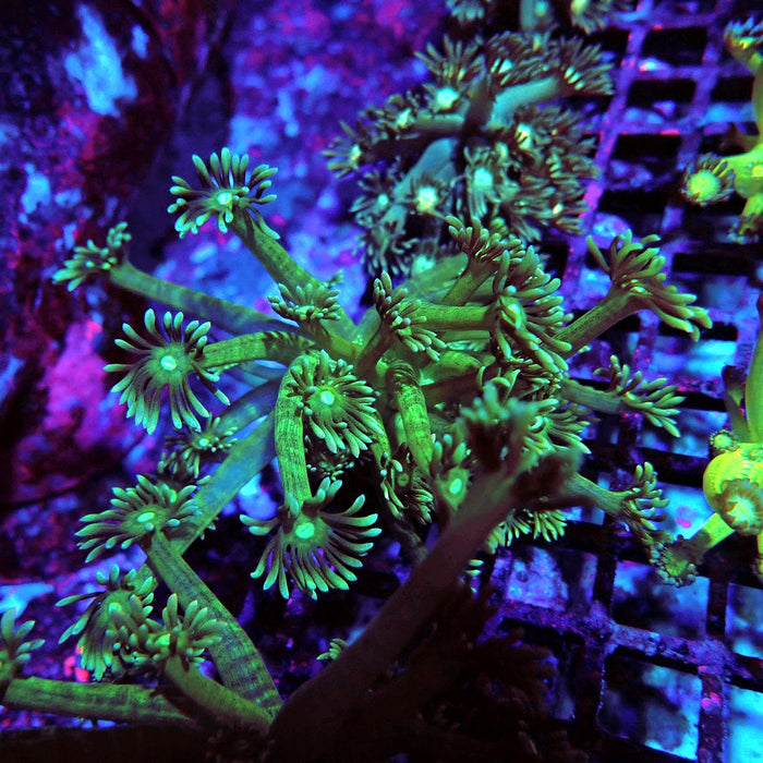 Goniopora Green