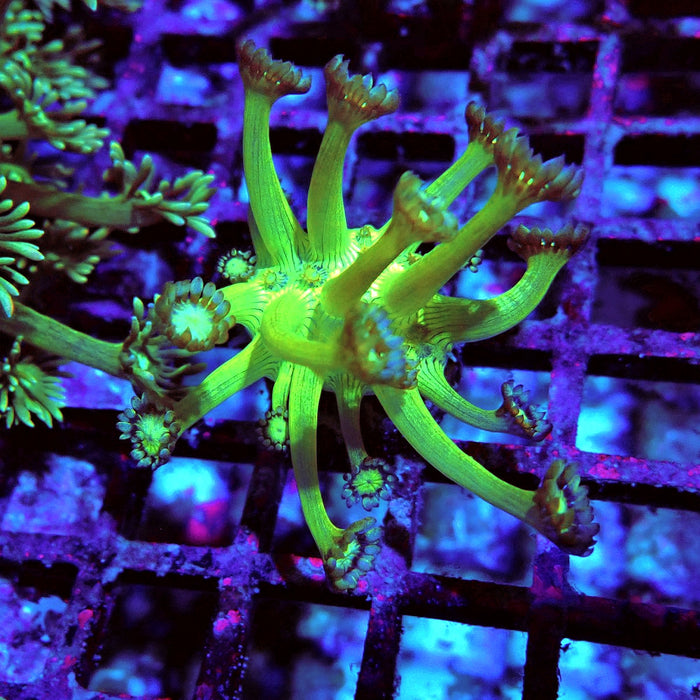 Goniopora Fake Glitter Contrast Long Polyps