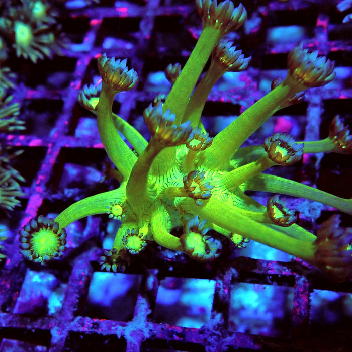 Goniopora Fake Glitter Contrast Long Polyps