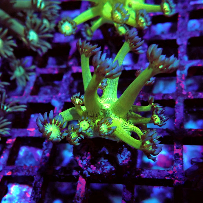 Goniopora Fake Glitter Contrast Long Polyps