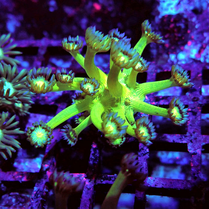 Goniopora Fake Glitter Contrast Long Polyps