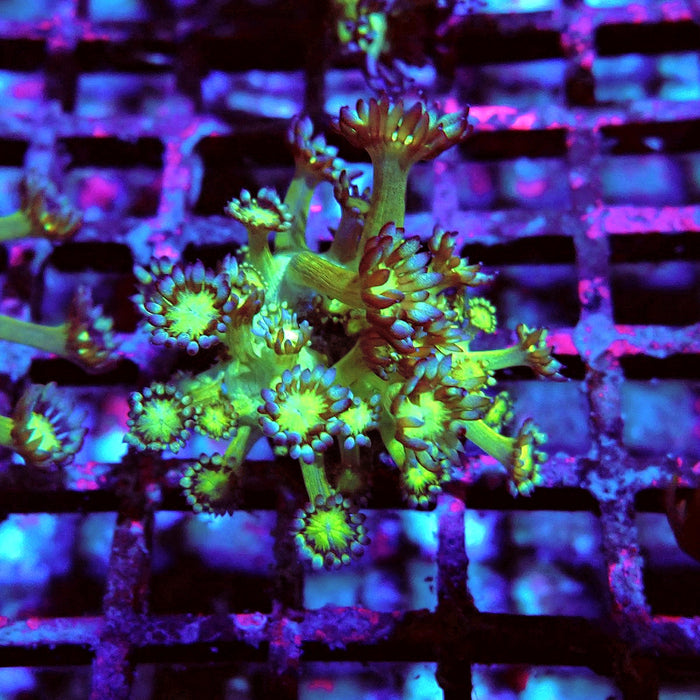 Goniopora Fake Glitter Contrast Long Polyps