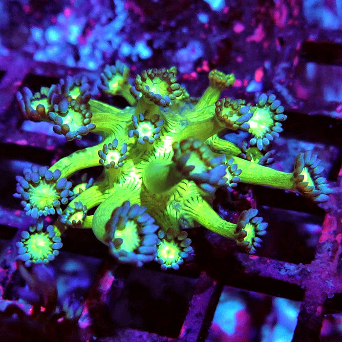 Goniopora Fake Glitter Contrast Long Polyps