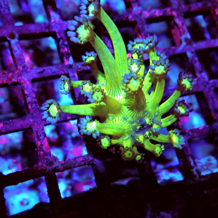 Goniopora Fake Glitter Contrast Long Polyps