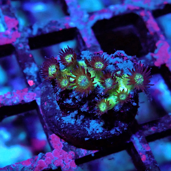 Glitter Goniopora
