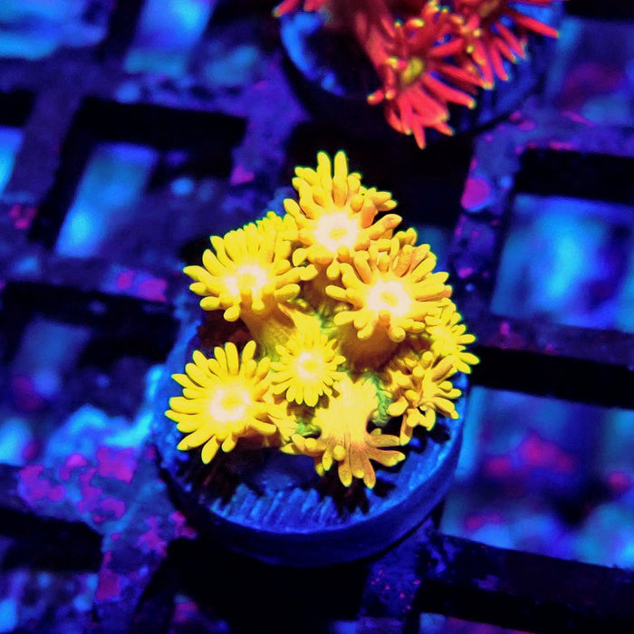 Multicolor Goniopora Frag (7)