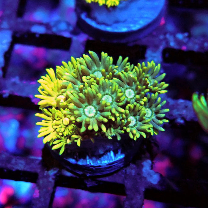 Multicolor Goniopora Frag (10)