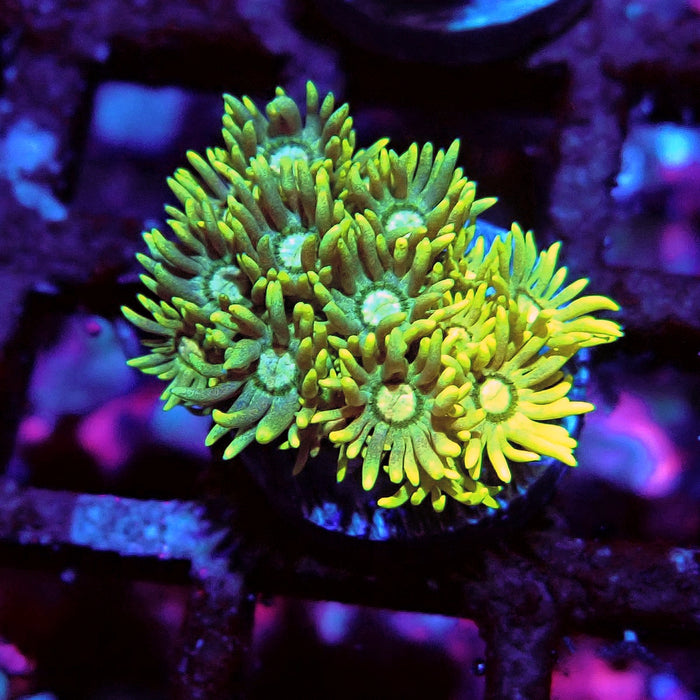 Multicolor Goniopora Frag (10)
