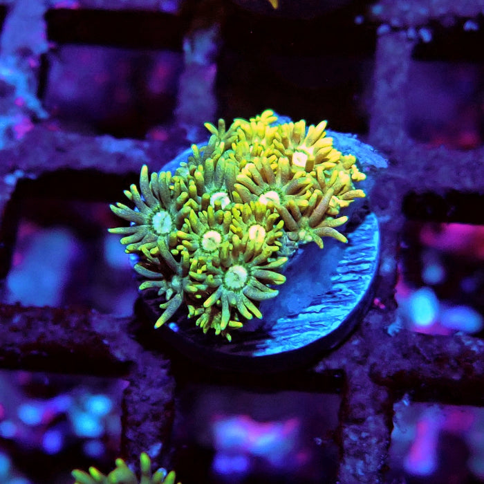 Multicolor Goniopora Frag (10)
