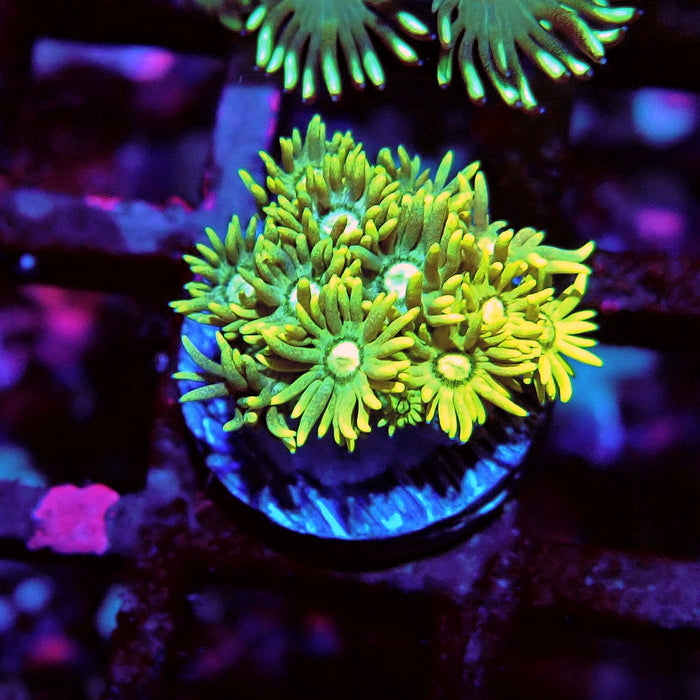 Multicolor Goniopora Frag (10)