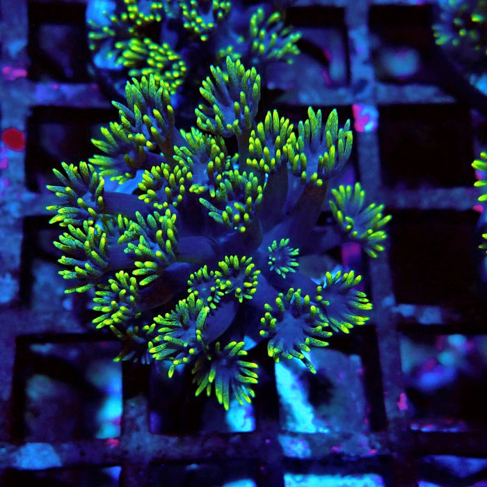 Blue Neon Green Goniopora Frag