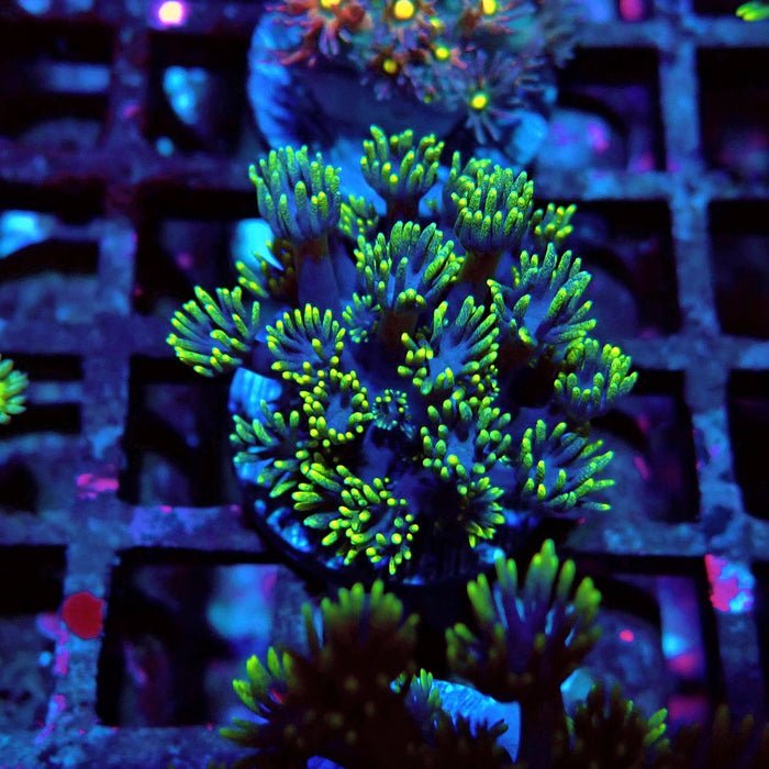 Blue Neon Green Goniopora Frag
