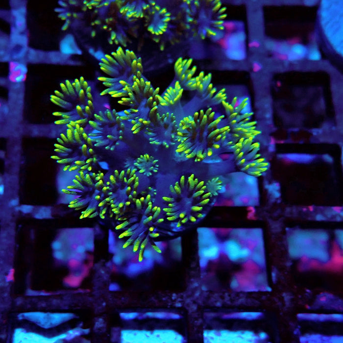 Blue Neon Green Goniopora Frag