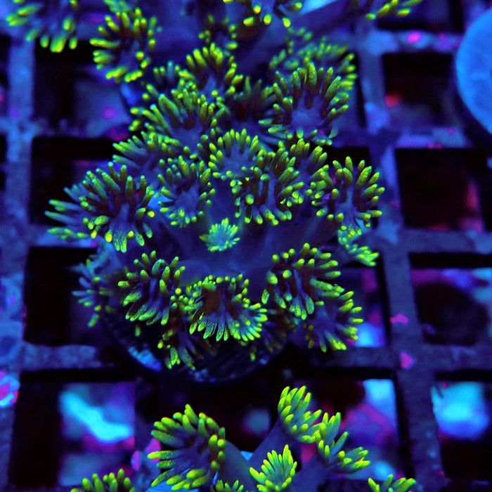Blue Neon Green Goniopora Frag