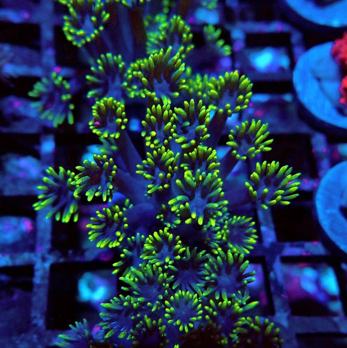 Blue Neon Green Goniopora Frag