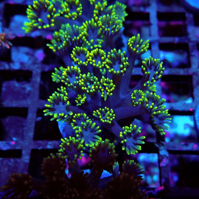 Blue Neon Green Goniopora Frag