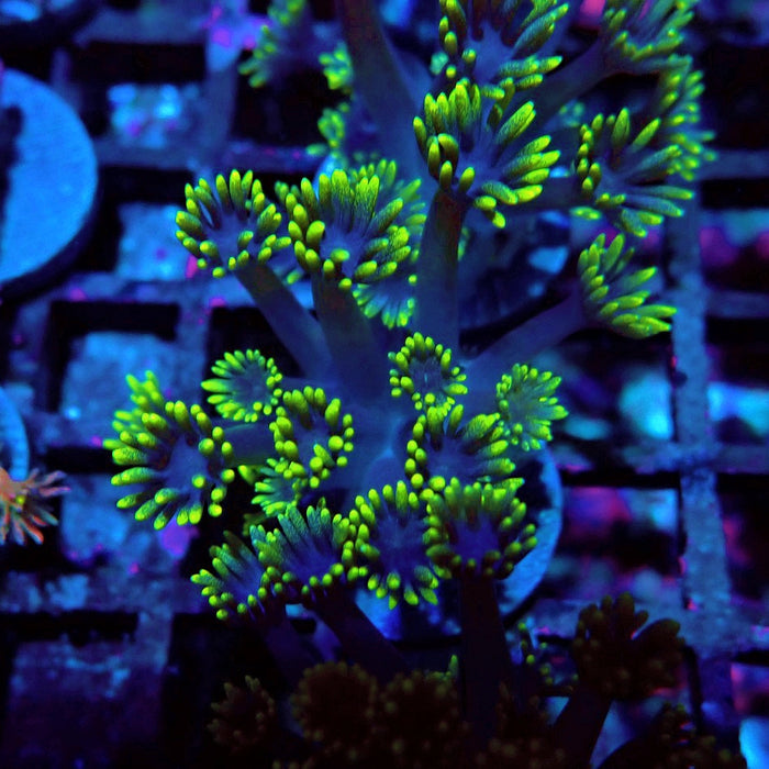 Blue Neon Green Goniopora Frag