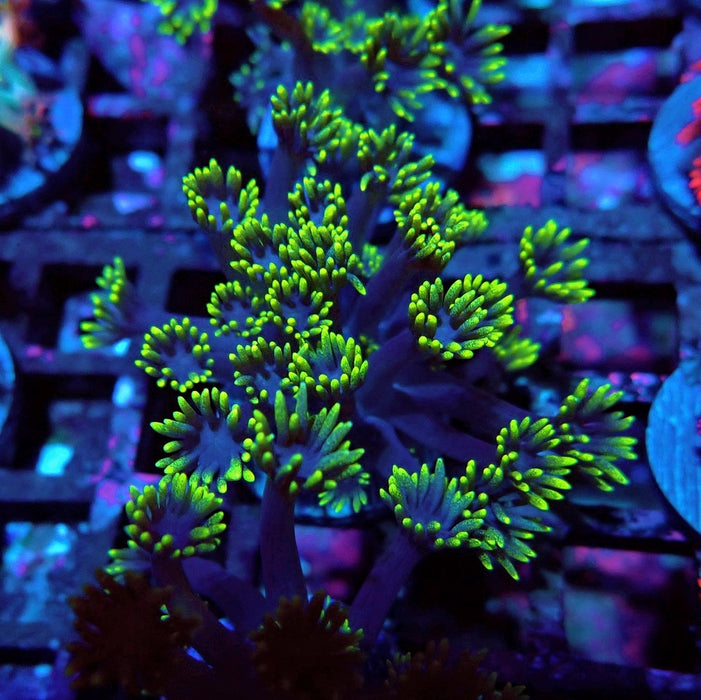 Blue Neon Green Goniopora Frag