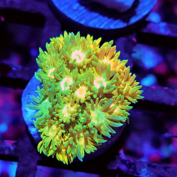 Multicolor Goniopora Frag (9)