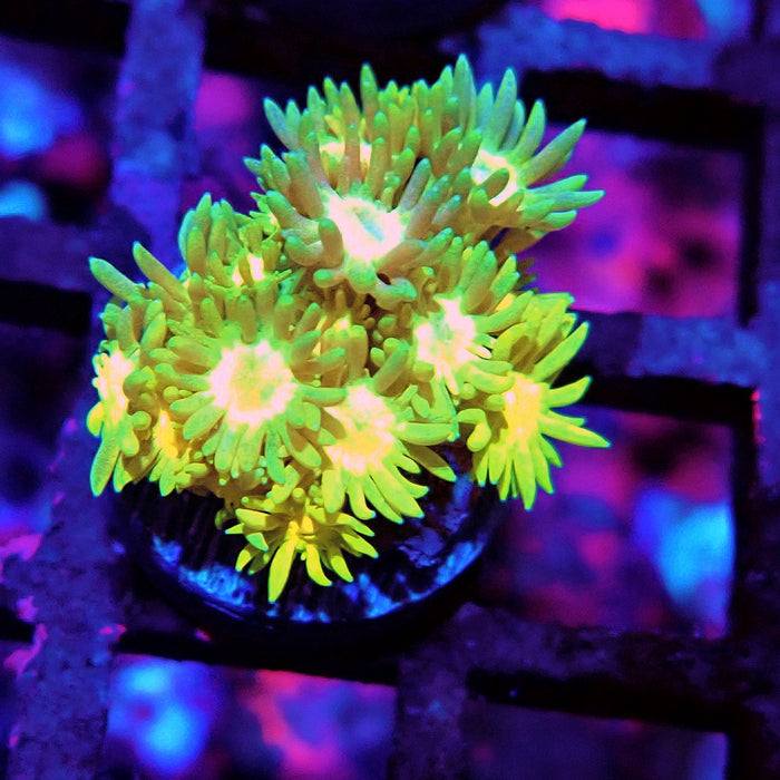 Multicolor Goniopora Frag (9)