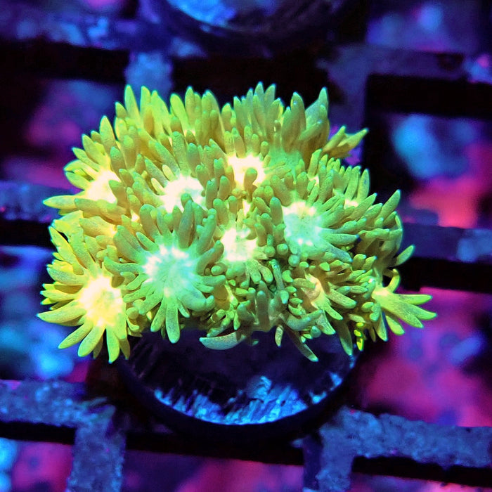 Multicolor Goniopora Frag (9)
