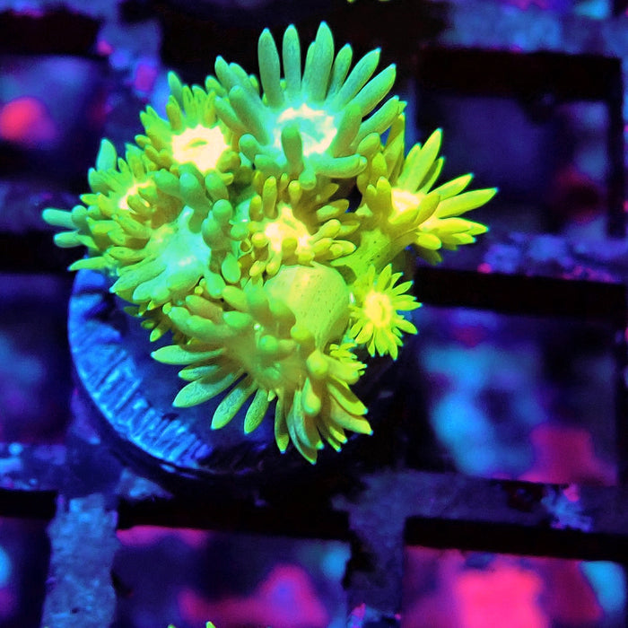 Multicolor Goniopora Frag (9)