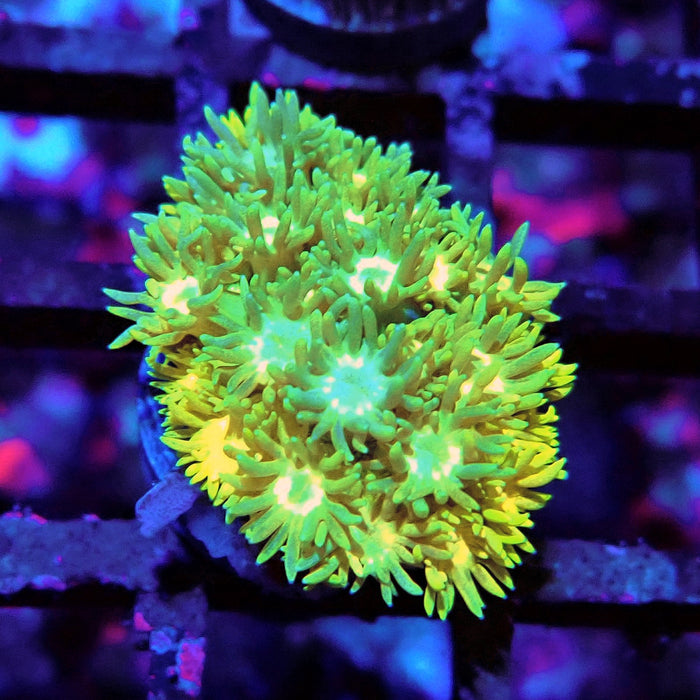 Multicolor Goniopora Frag (9)