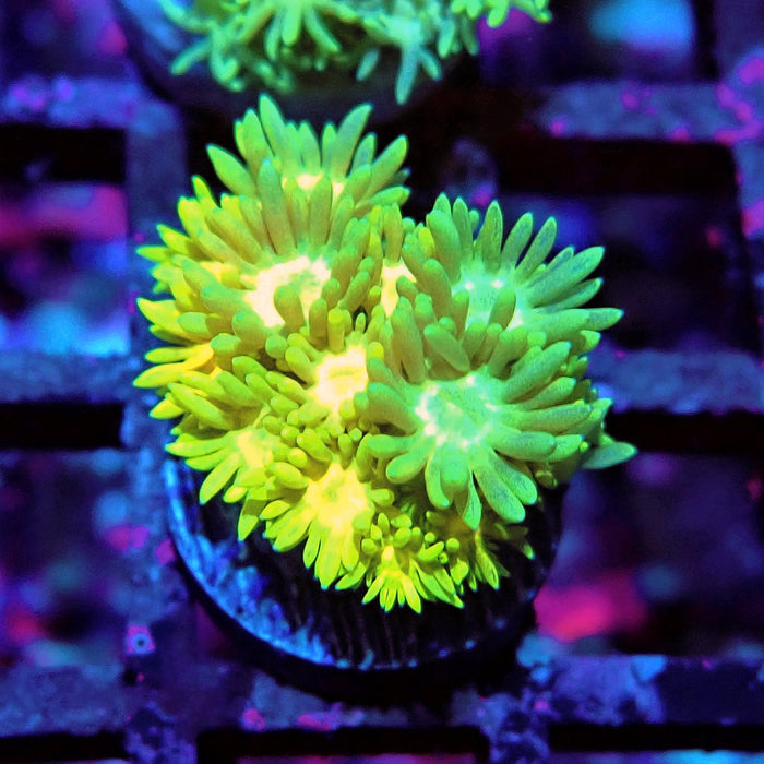 Multicolor Goniopora Frag (9)