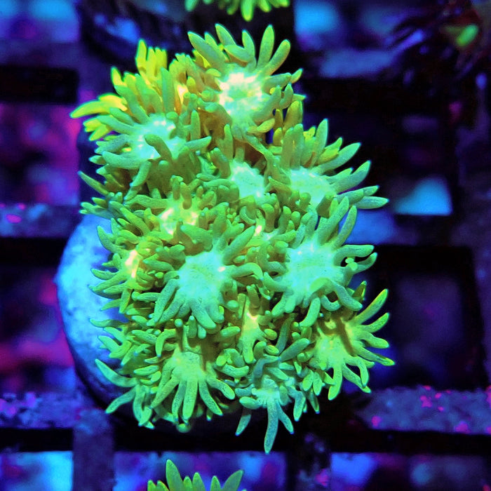 Multicolor Goniopora Frag (9)