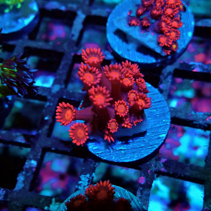 Pink Red Goniopora Frag