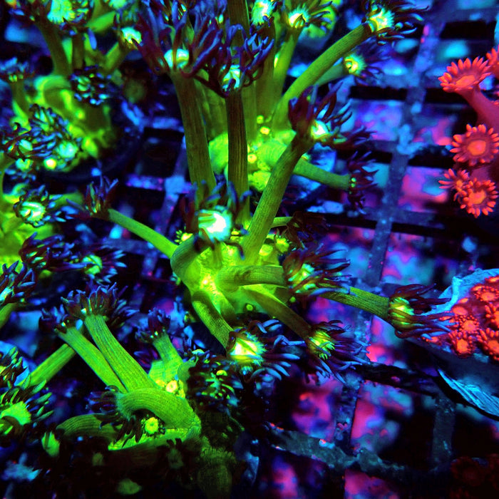 Goniopora Green Contrast Frag